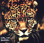 Calvin_Z